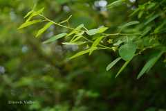 Leptopus cordifolius